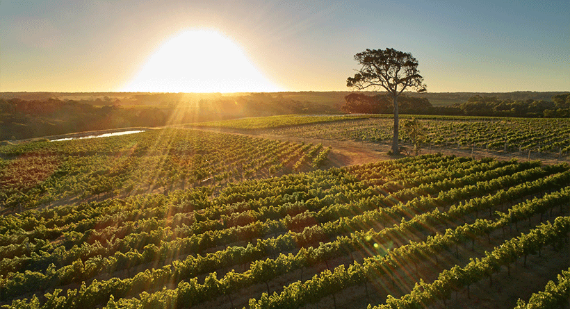 Amelia Park Vineyard